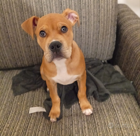 Cucciolo di Amistaff