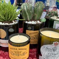 Piantine in vasetti di bottiglie