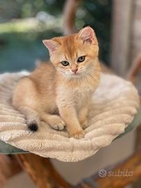 British Shorthair