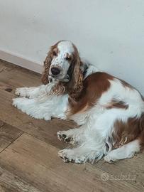 Cocker Spaniel maschio per monta