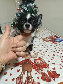 Chihuahua