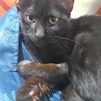 Goku gattino nero di 4 mesi