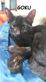 Goku gattino nero di 4 mesi