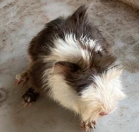 Cavia a pelo lungo