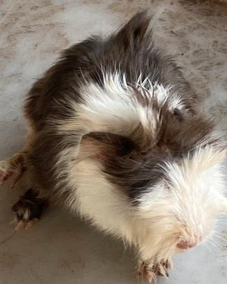 Cavia a pelo lungo