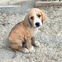 Cuccioli di segugio maremmano