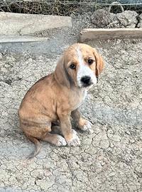 Cuccioli di segugio maremmano