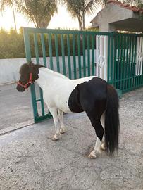 Pony