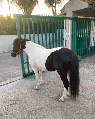 Pony