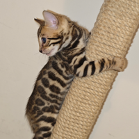 Gattini Bengala