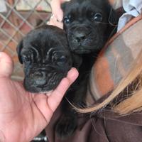 Cuccioli di cane corso