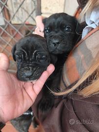 Cuccioli di cane corso