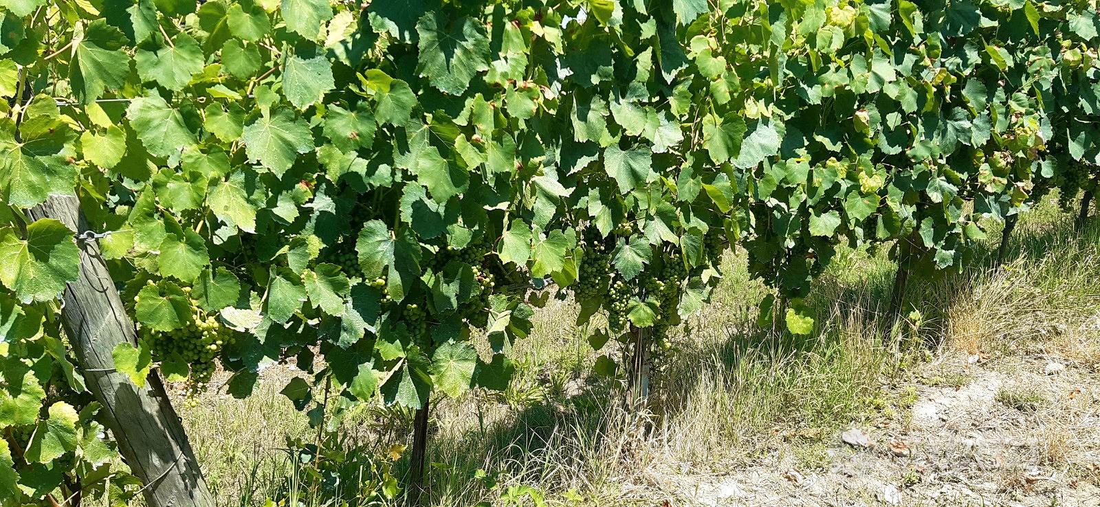 VIGNETI BIO in PRODUZIONE mq.54.400 - Terricciola - Vista 5