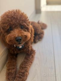 Barboncino toy red monta