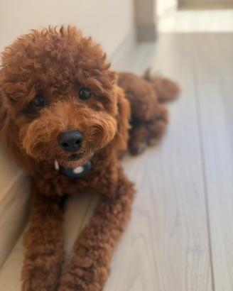 Barboncino toy red monta