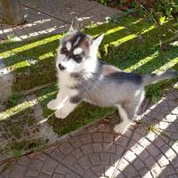 Cuccioli siberian husky