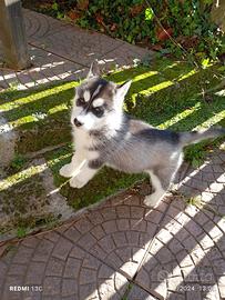 Cuccioli siberian husky