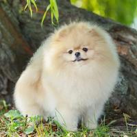 ACCOPPIAMENTO spitz TOY maschio per MONTA