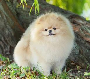 ACCOPPIAMENTO spitz TOY maschio per MONTA