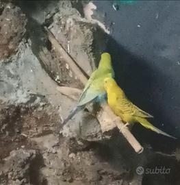 Cocorite coppia riproduttrice