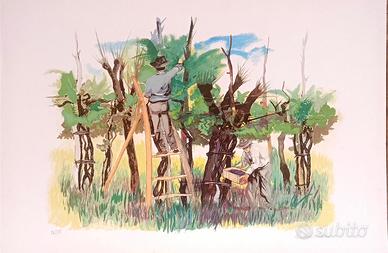 Grafica “Vendemmia” Vittorio Cavicchioni