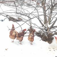 Galline bio
