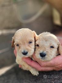 Maltipoo mini/toy