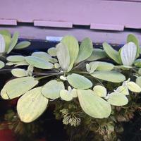 piante per acquario 