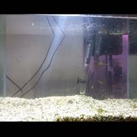 acquario 50 litri completo