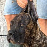 Cucciolo di cane corso