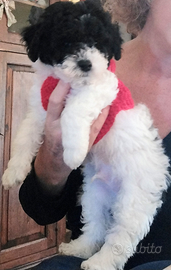 Due maschietti di bichon ti aspettano