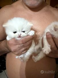 Gatto persiano originale femmina