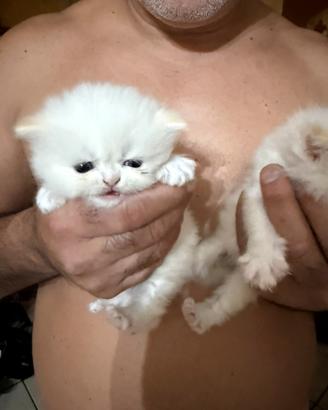 Gatto persiano originale femmina
