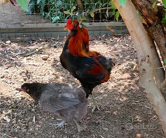 Araucana