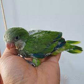 Parrocchetto Monaco verde