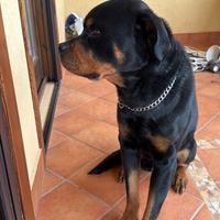 Rottweiler con pedigree