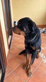 Rottweiler con pedigree