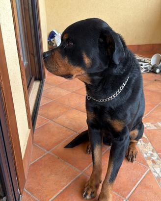 Rottweiler con pedigree