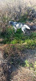 Setter inglese femmina pronta caccia