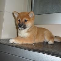 Shiba-inu