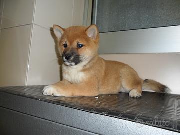 Shiba-inu