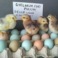 Pulcini olive egger e araucana