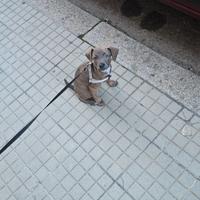 Cucciolo di cane maschio