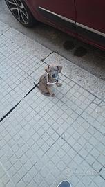 Cucciolo di cane maschio