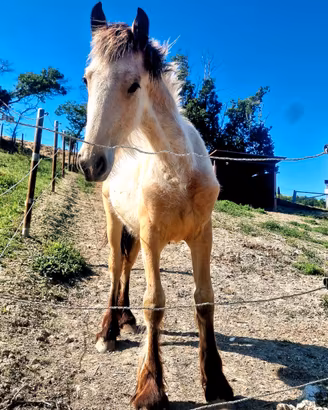 Puledro Gypsy Vanner x Frisone