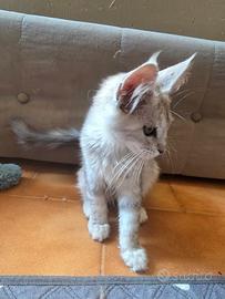 Maine coon