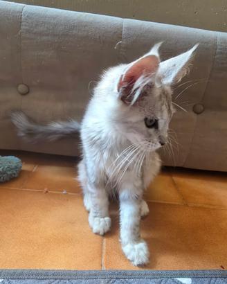Maine coon