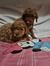 Cuccioli di barboncini mini toy
