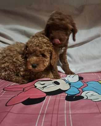 Cuccioli di barboncini mini toy