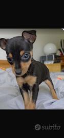Cagnolini pinscher toy